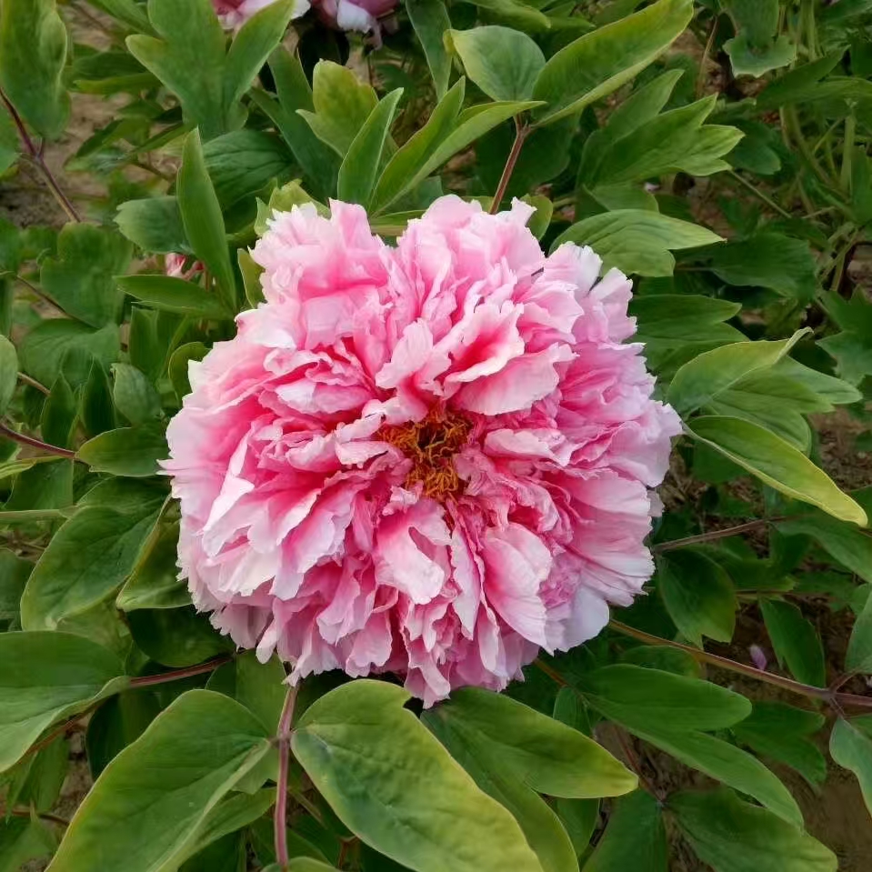 刘明轩的妈妈